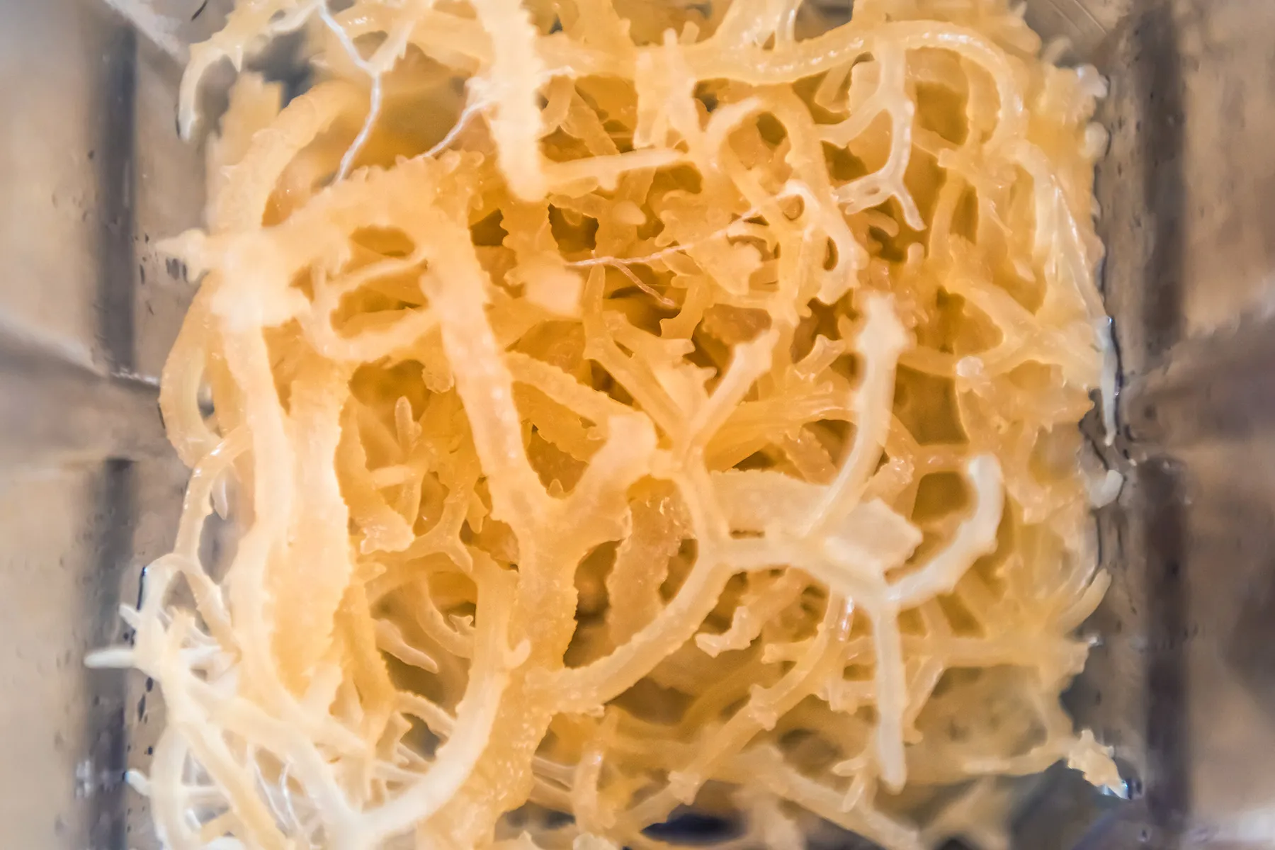 Organic Irish Sea Moss, raw wildcrafted strands