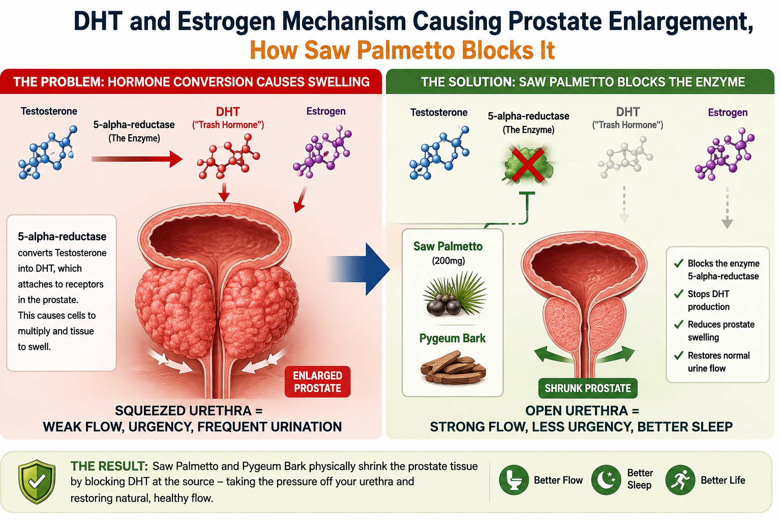 DHT and estrogen mechanism causing prostate enlargement, how Saw Palmetto blocks it