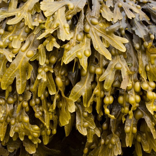 Organic Bladderwrack, highest iodine content sea vegetable