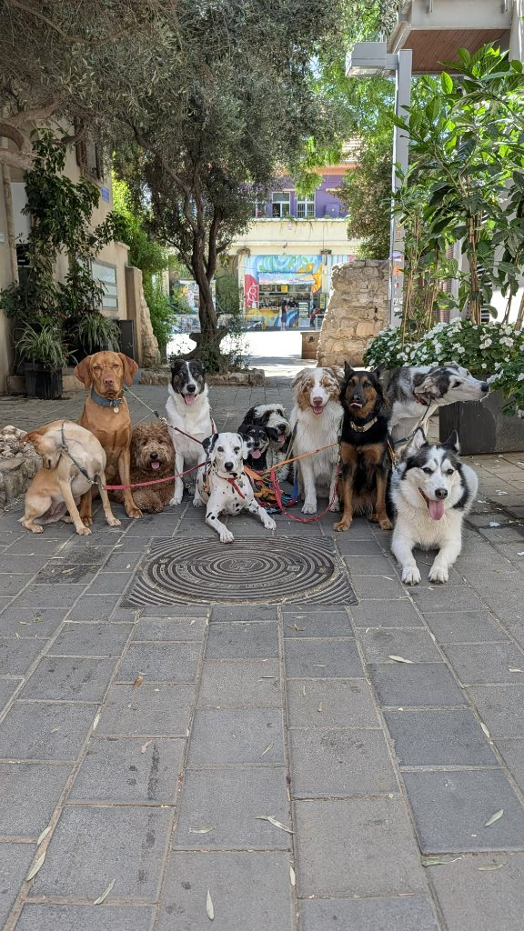 תמונה עבור שירות: להקת WEDOG