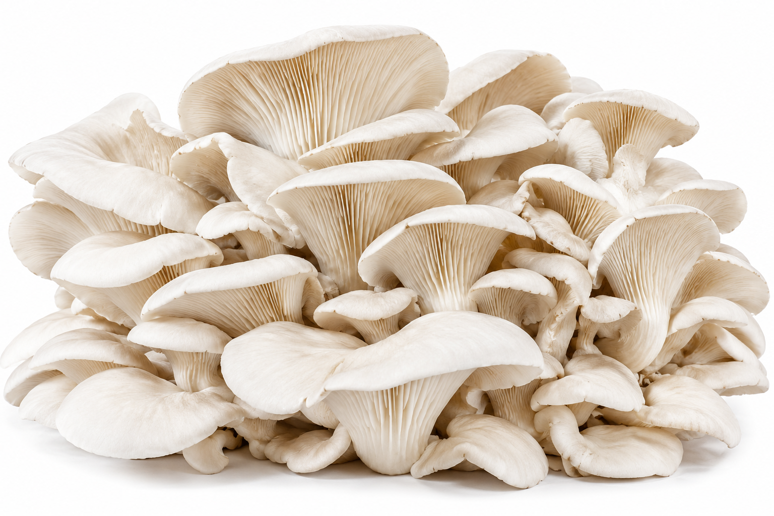 Giant Oyster Mushroom
