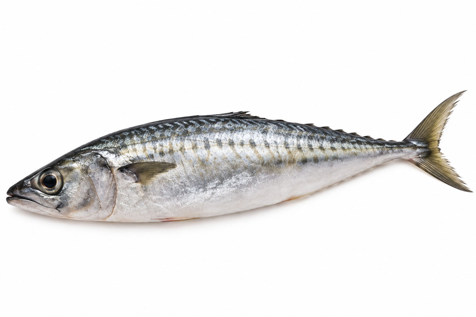 Thompson Fish