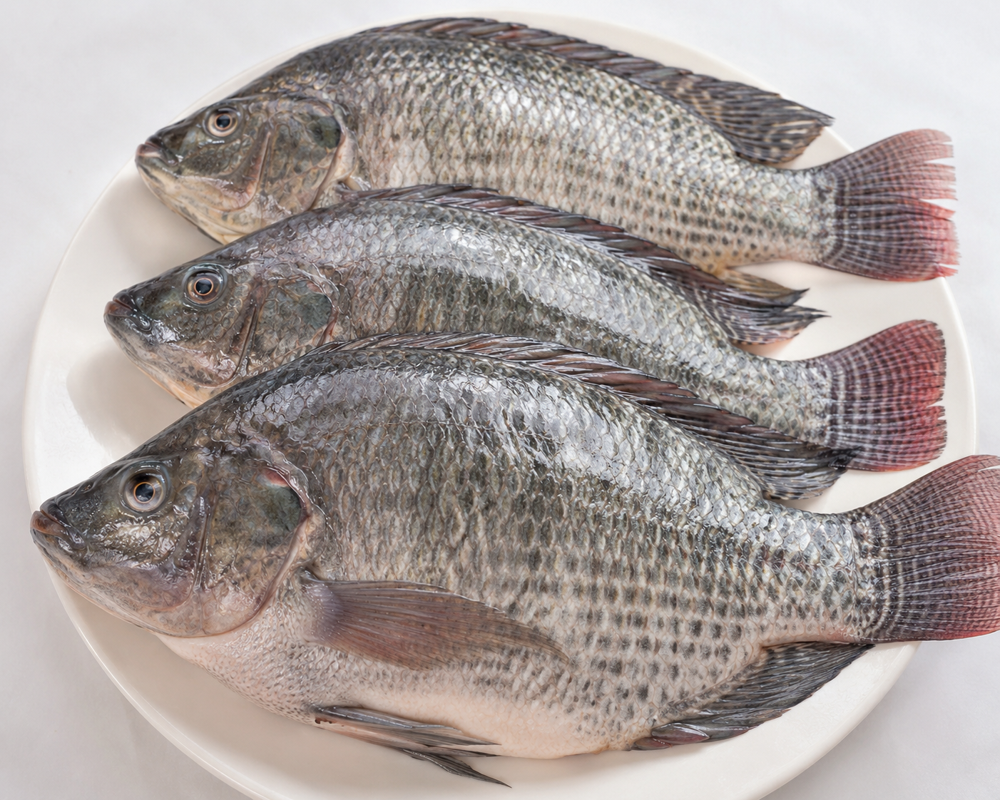 Tilapia Whole Big