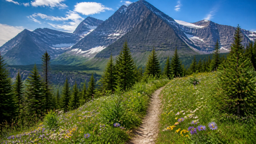 Montana mountain trail with wildflowers