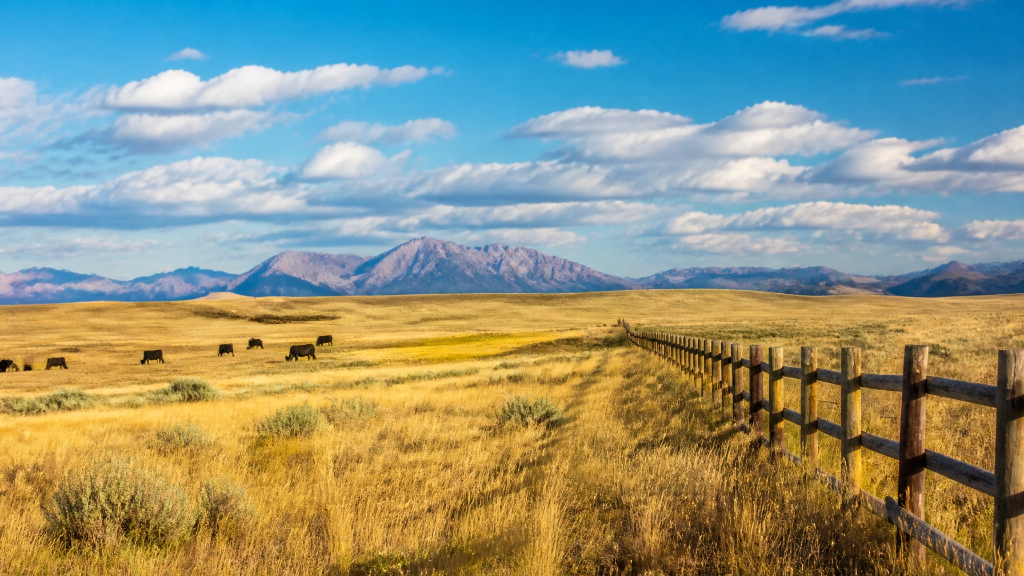 Montana prairie with cattle and mountains
