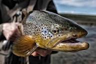 Trophy Brown Trout