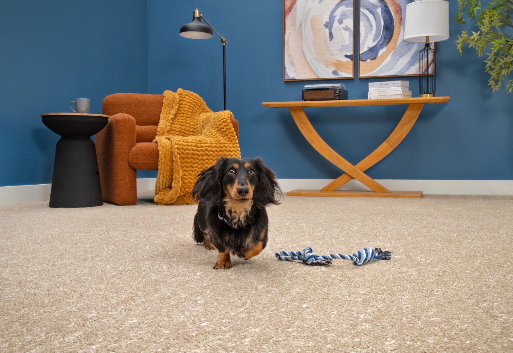 Textured Carpet Vignette — Flooring Master Tampa Orlando FL