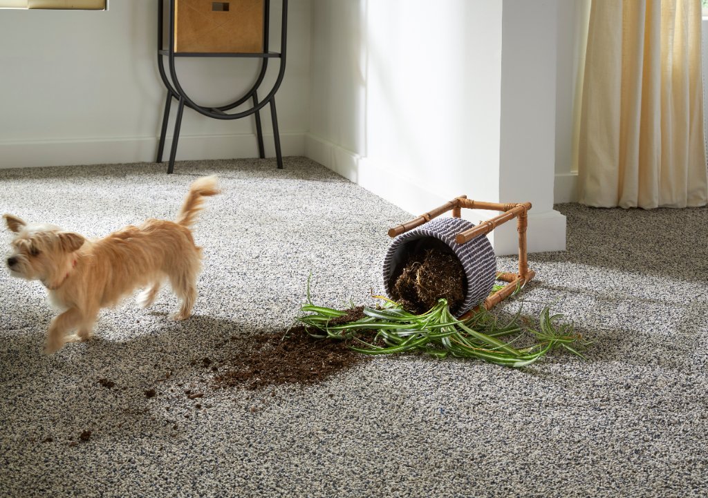 Heathered Cut Pile — Flooring Master Tampa Orlando FL