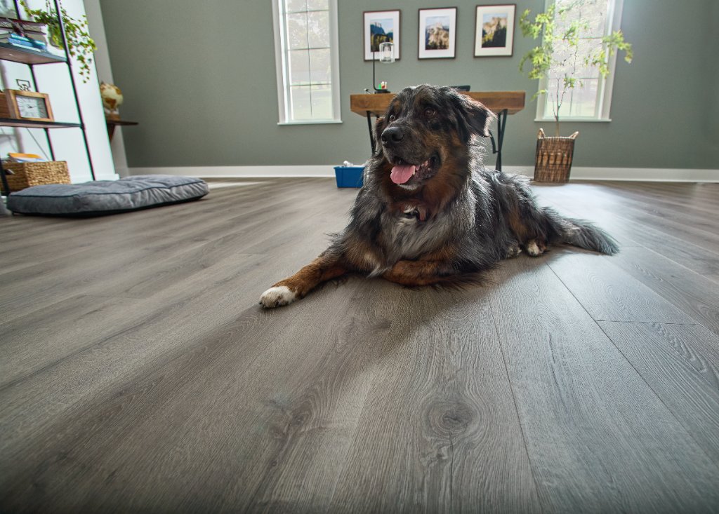 Pet-Friendly Floor — Flooring Master Tampa Orlando FL
