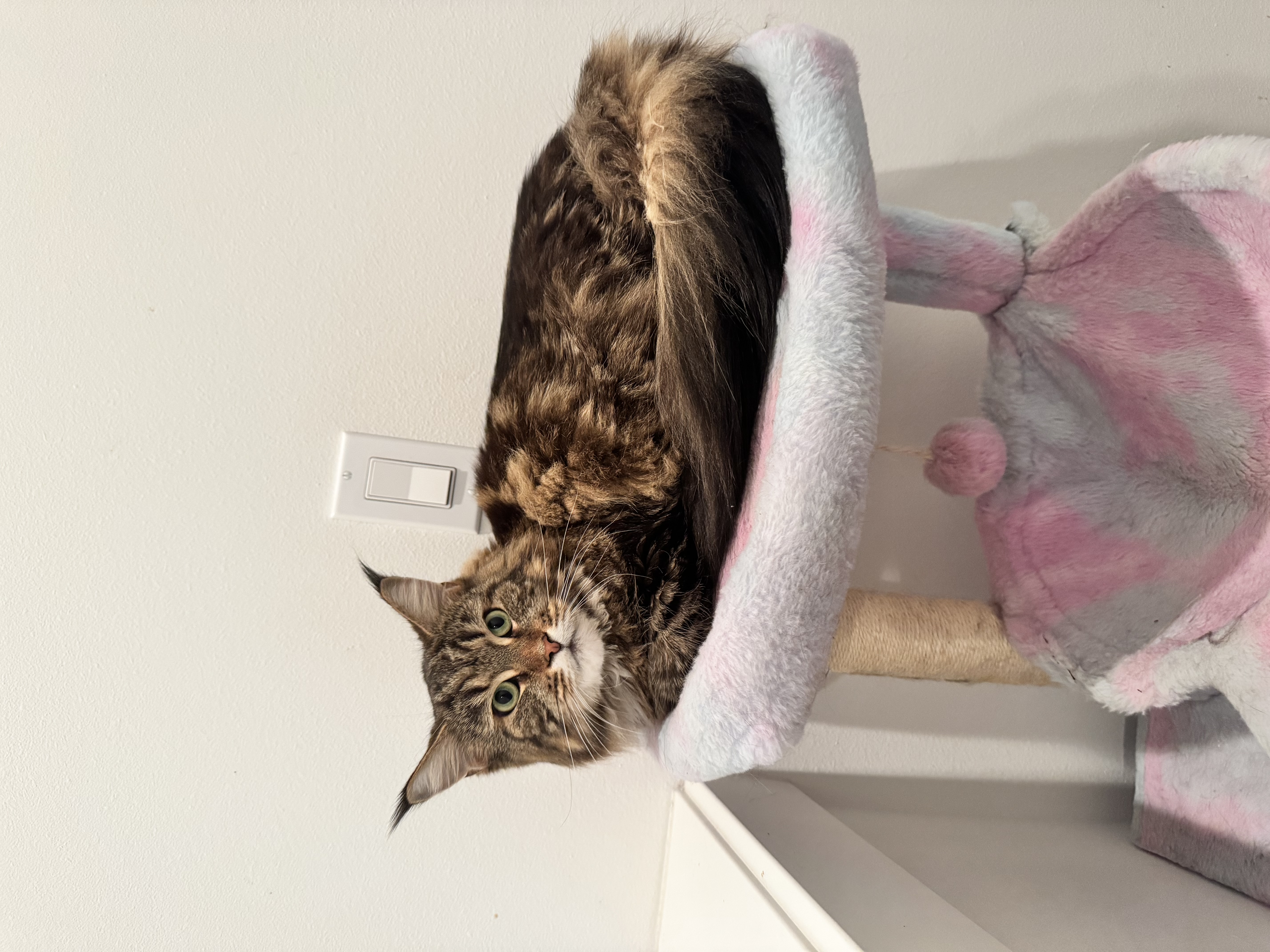 Biscoff resting on the top bed
