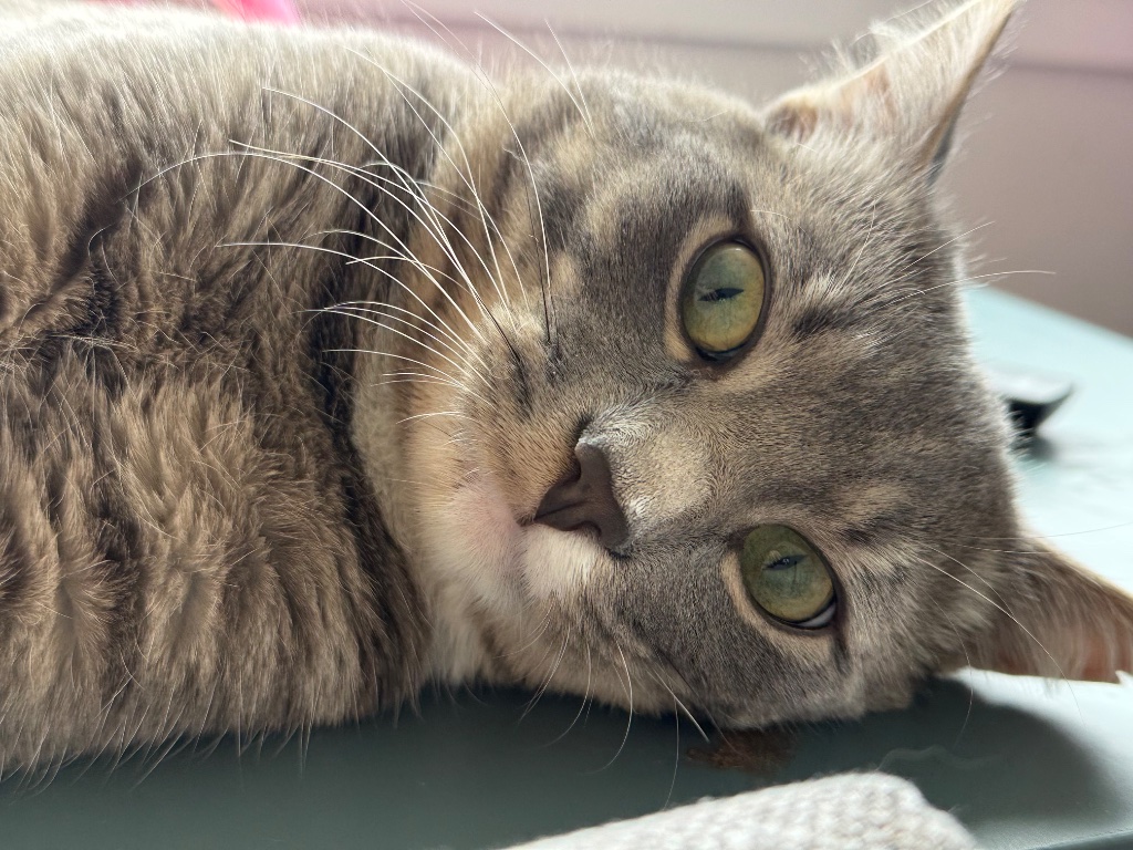 Tabby cat lounging close-up