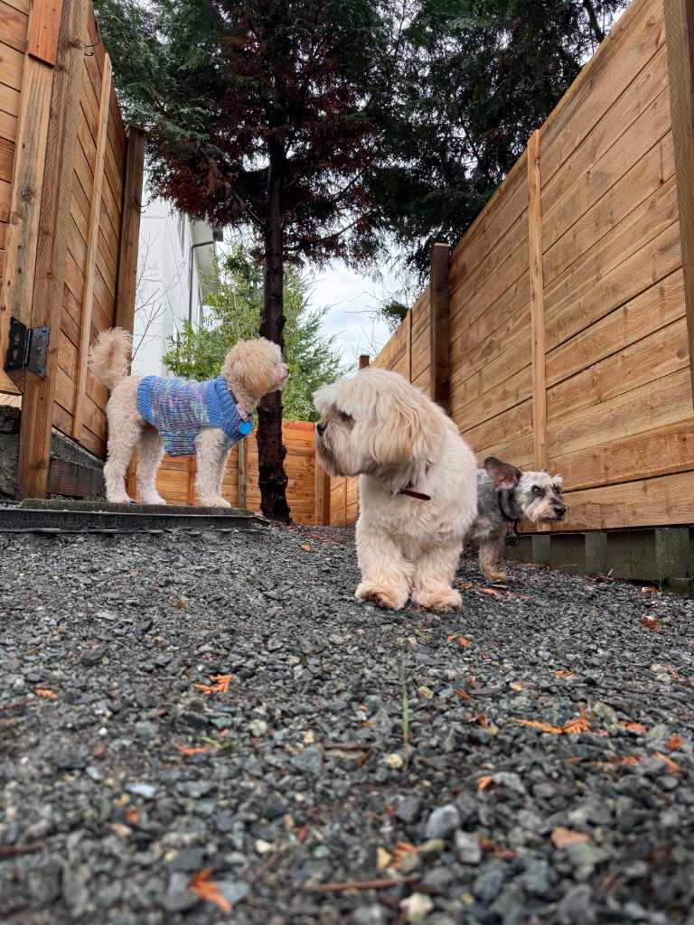 Yard adventures