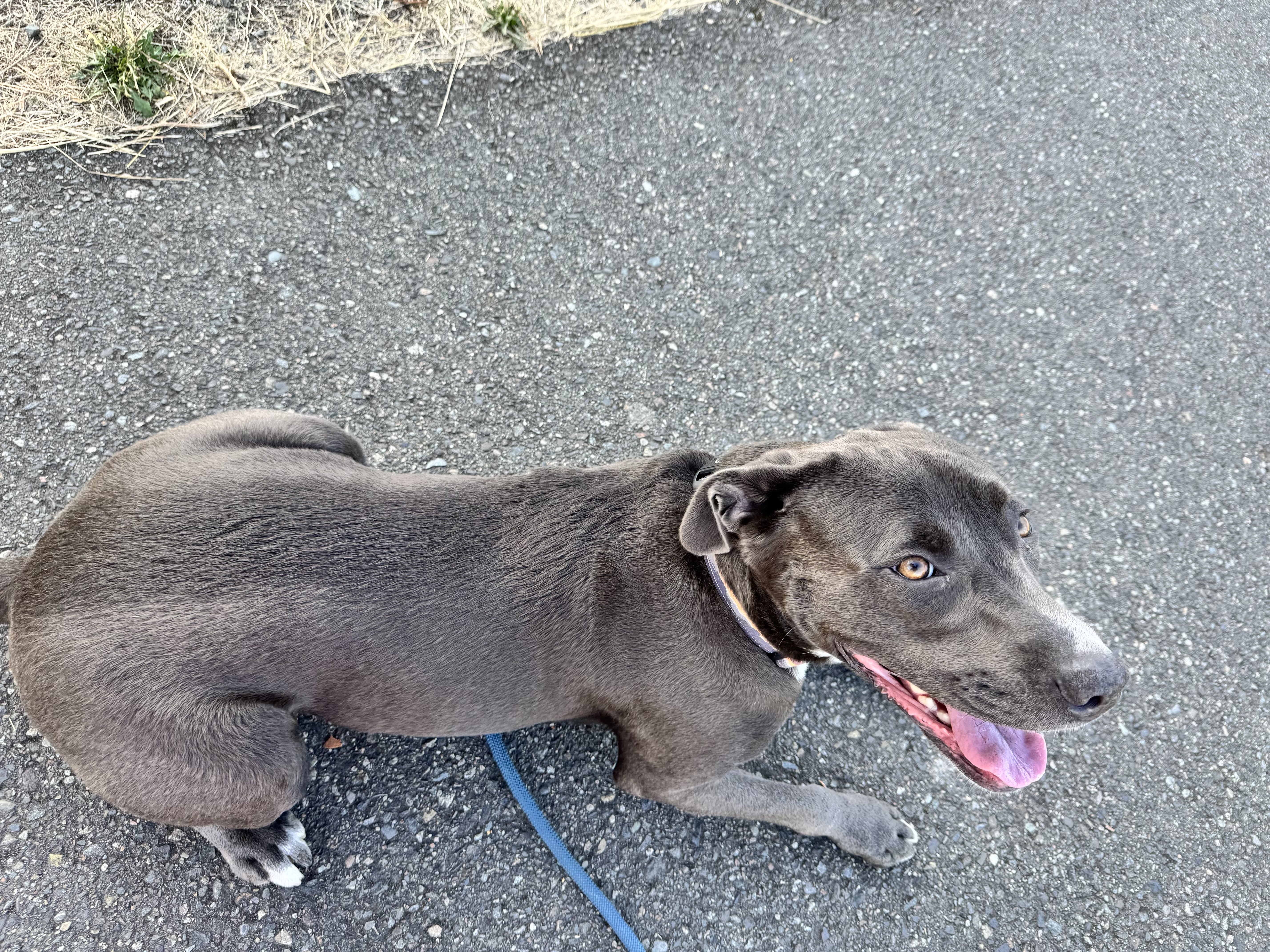 Blueberry smiling from above on the pavement