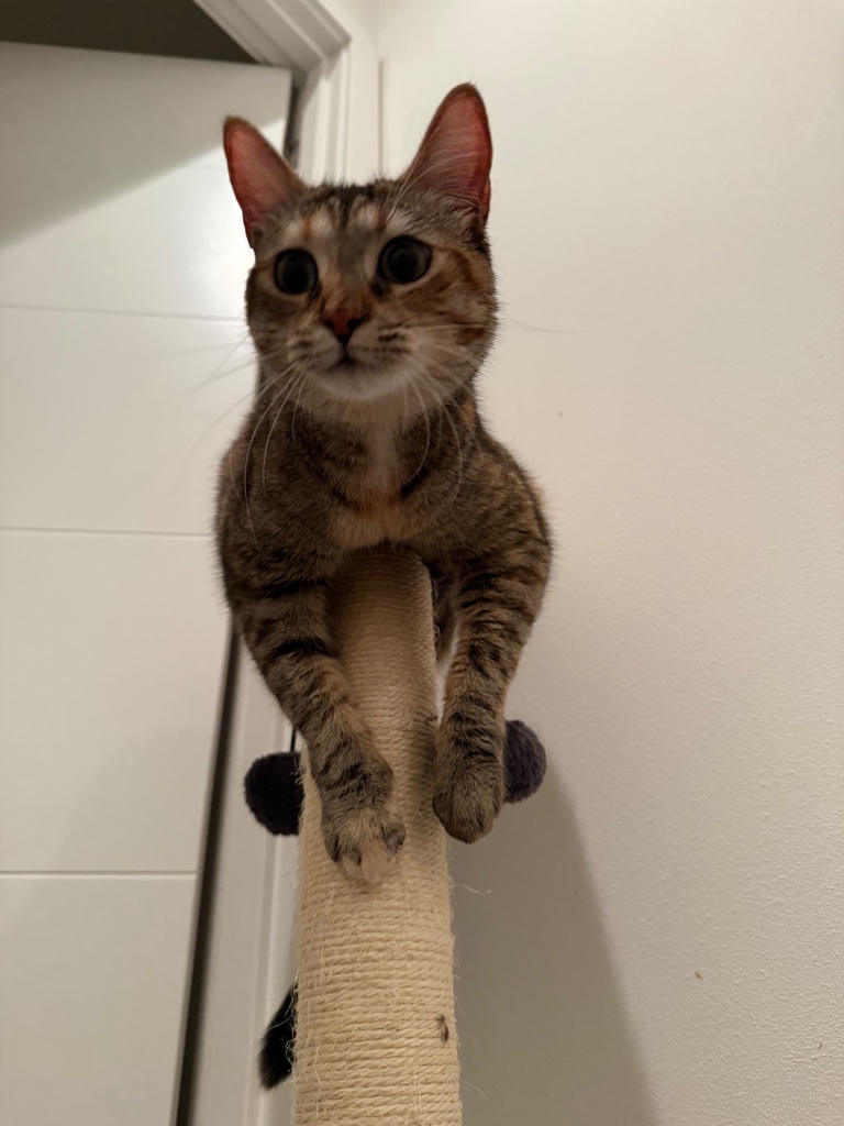 Kitten perched on top of cat tree