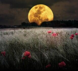 Lune en Taureau 2