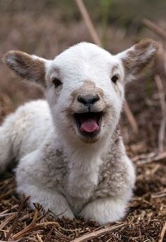 Taureau Ascendant Bélier