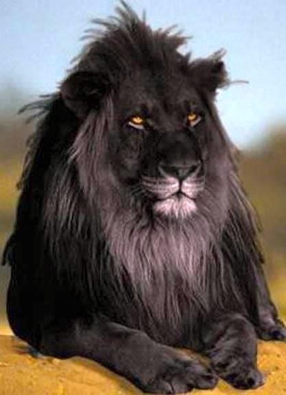 Lune en Lion 2