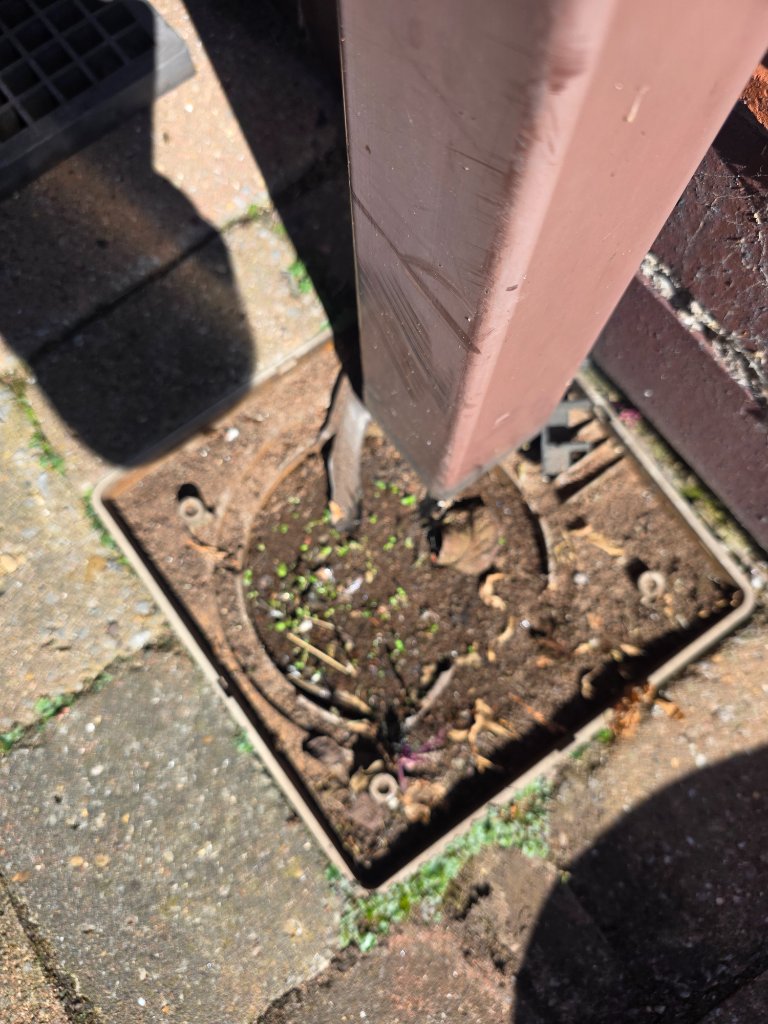 Blocked Gully with Root Ingress — Before