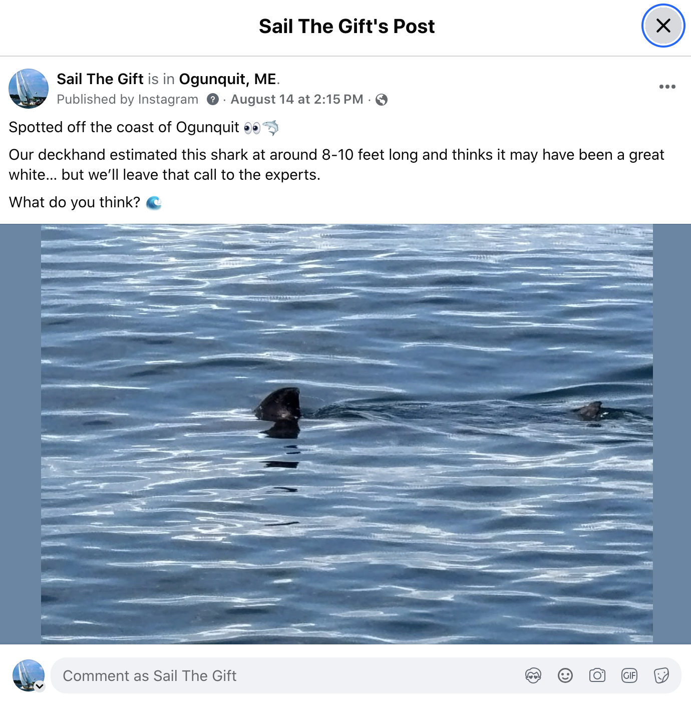 Sail The Gift Facebook post preview — shark sighting off Ogunquit, ME