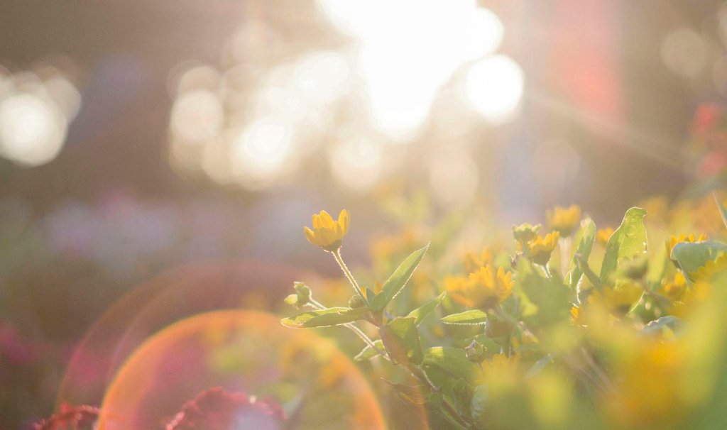 Golden Hour Photography: Tips for Magical Light