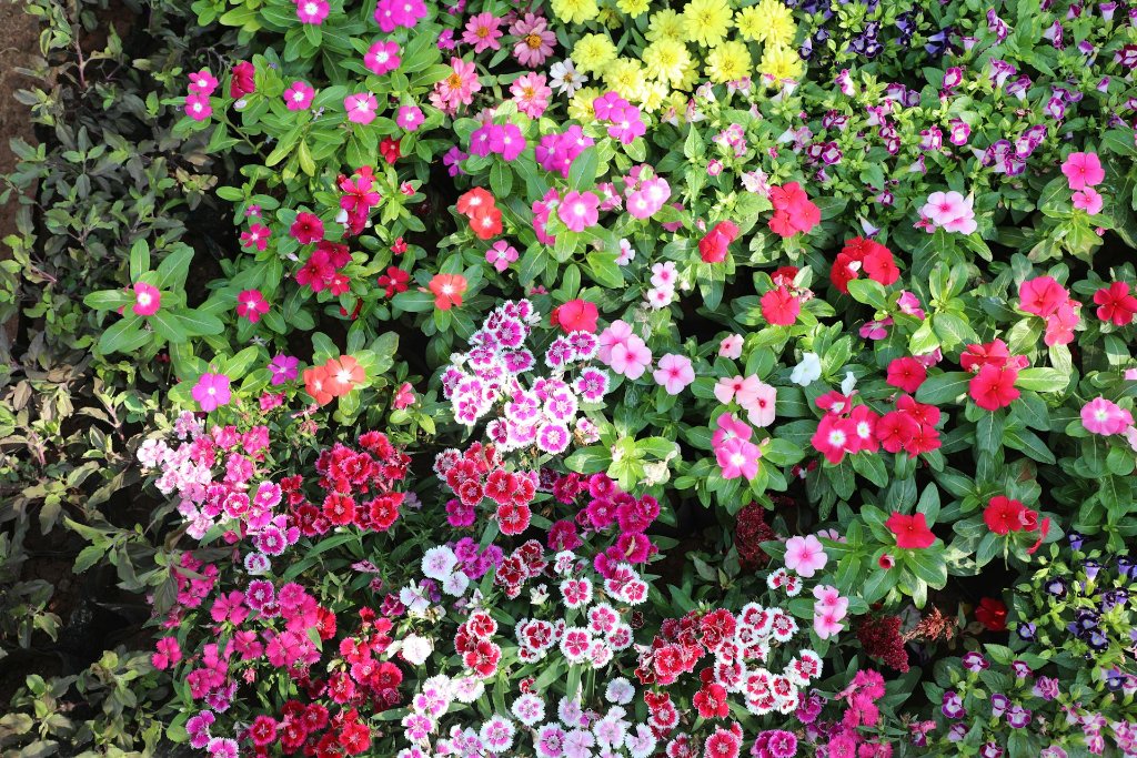 Best Settings for Flower Photography in Garden Settings