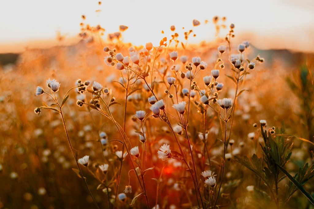 Photography for Beginners: The Ultimate Guide