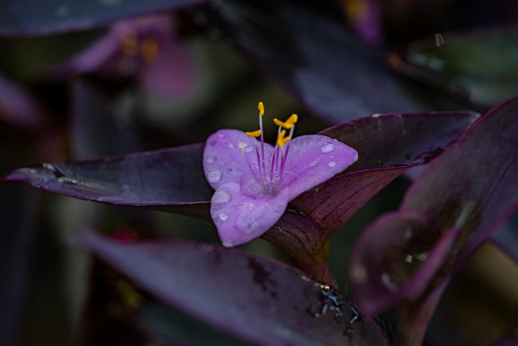 How to Photograph Rain Drops on Flowers