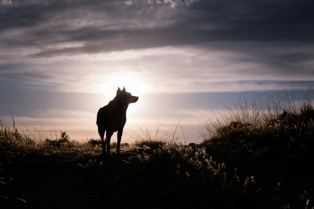 What Is Focus Peaking and How to Use It