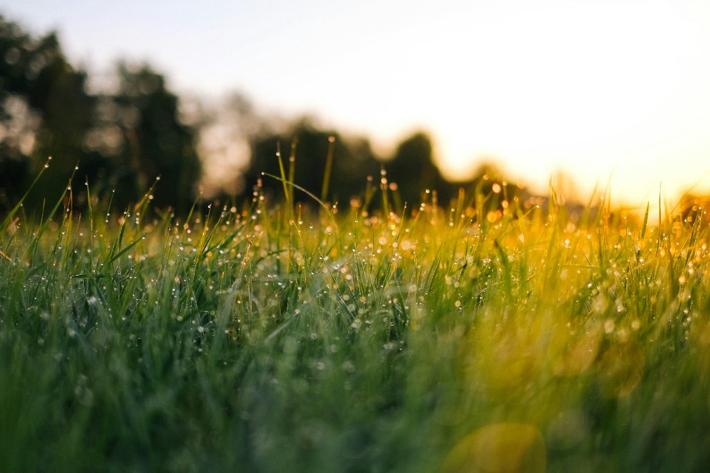 How to Capture Golden Hour in the Morning
