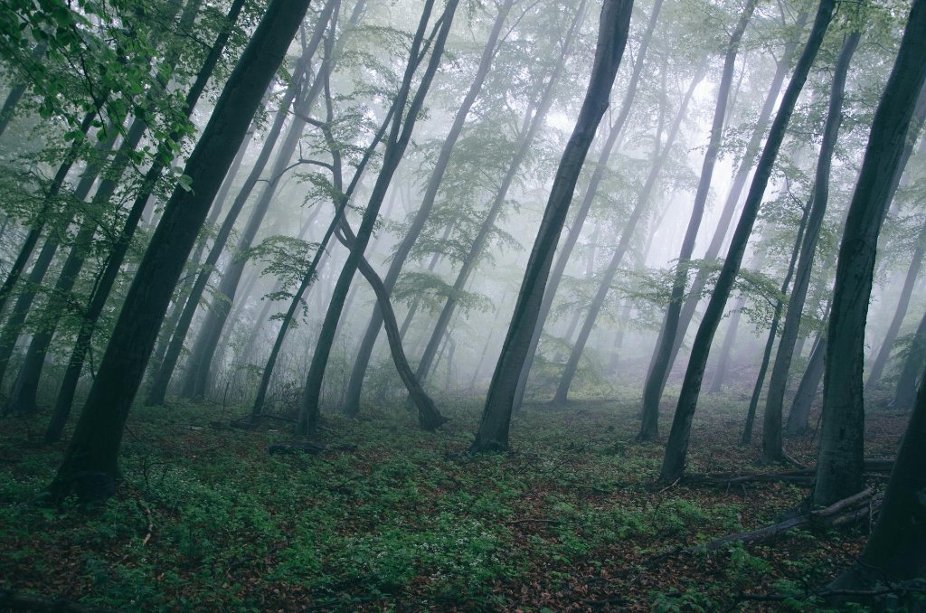 Fog Photography Settings and Tips