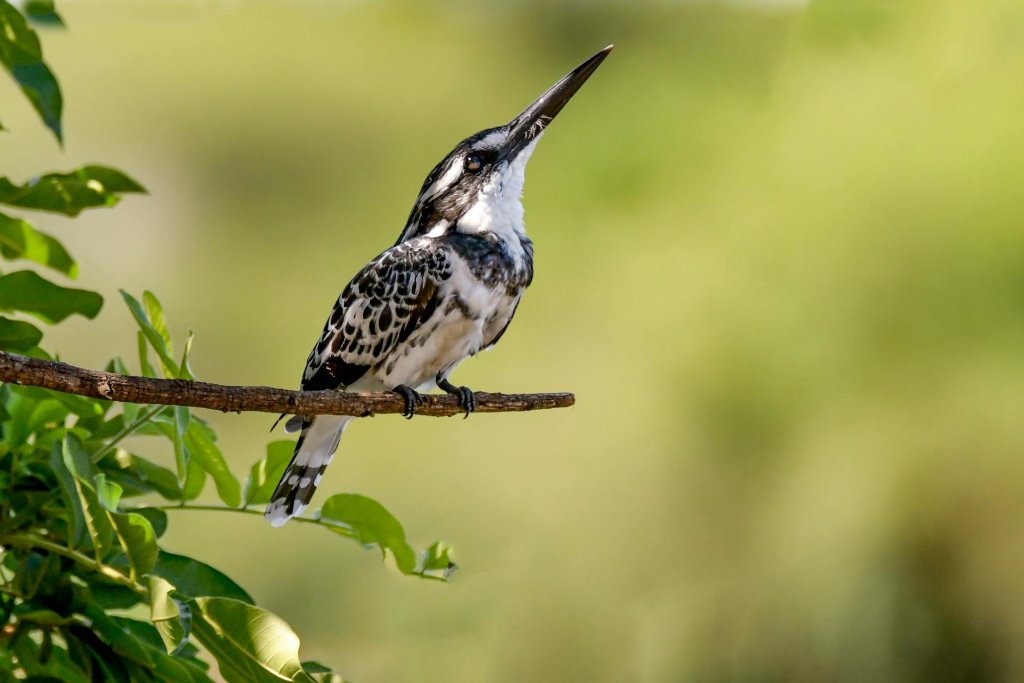 Bird Photography Tips: Settings and Techniques