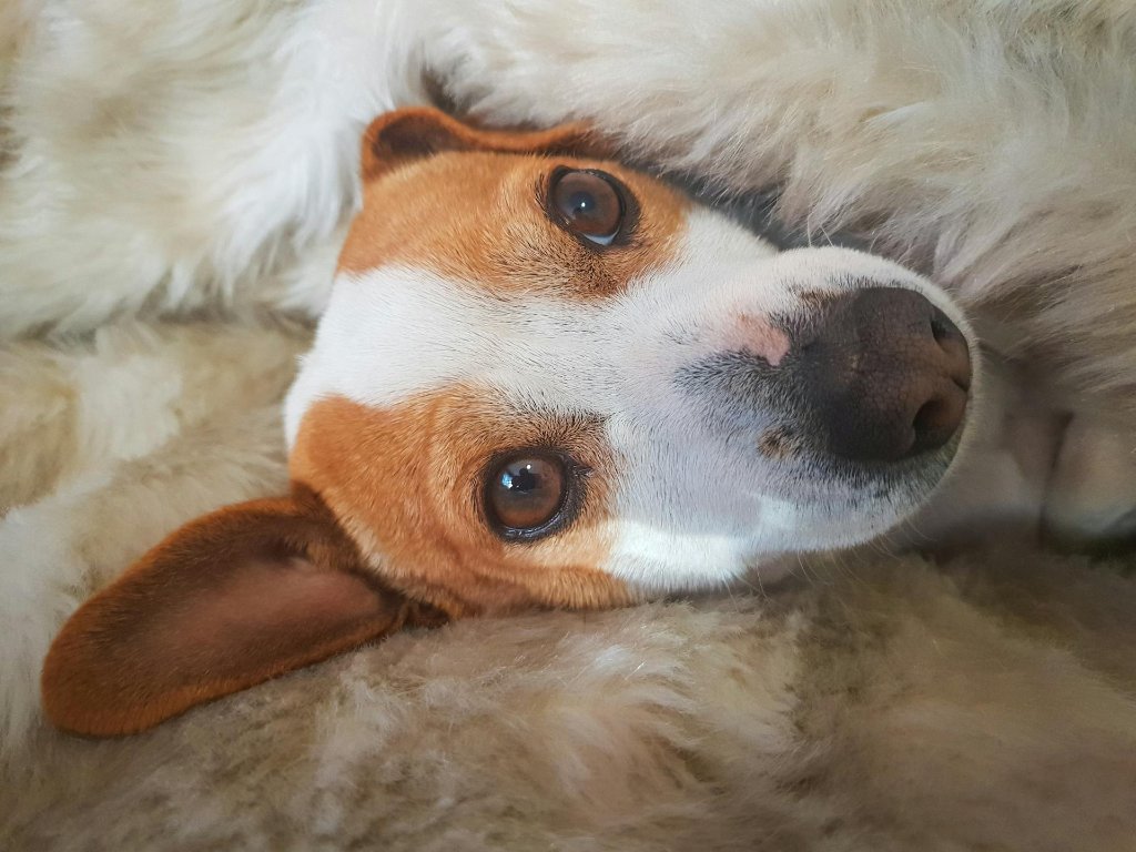 Camera Settings for Pet Photography Indoors