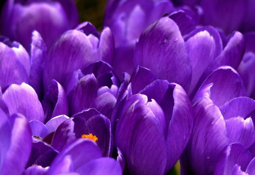 Flower Macro Photography: Techniques for Beautiful Blooms