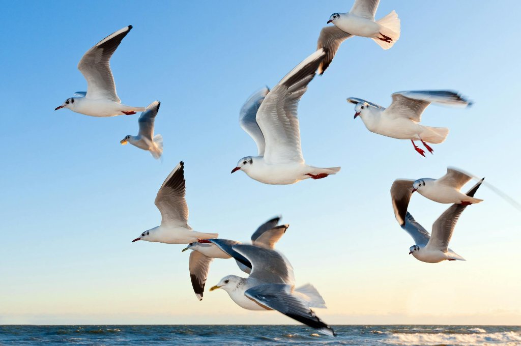 How to Photograph Birds in Flight