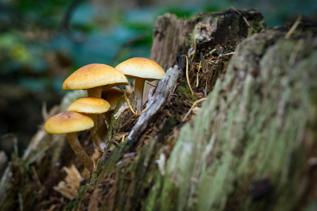 Forest Mushroom Photography Tips