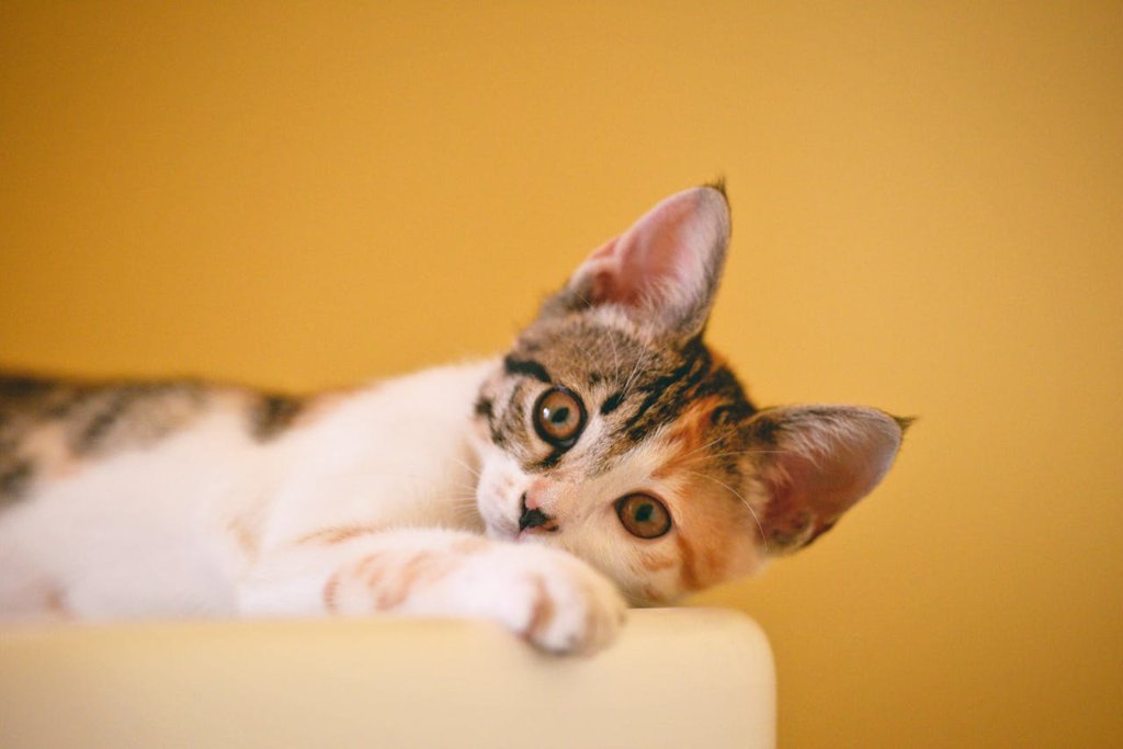 Cat Photography Tips: How to Capture Feline Personality