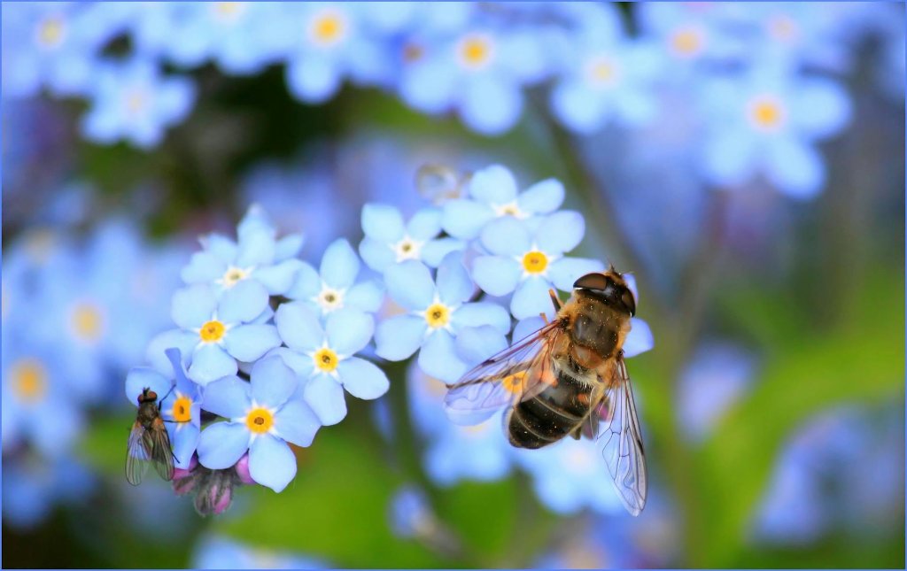Bee Macro Photography: Tips and Techniques