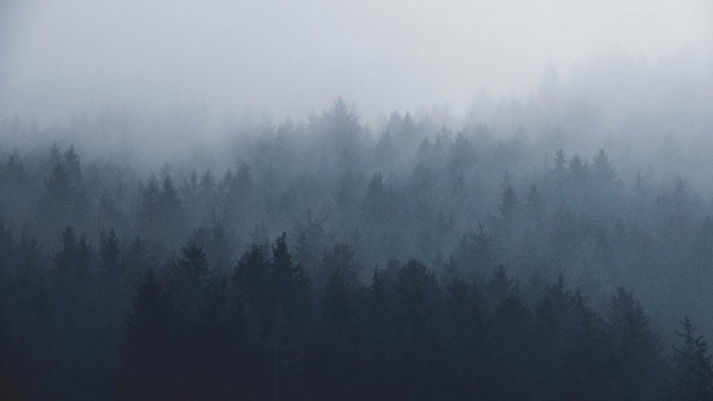 How to Photograph a Misty Forest