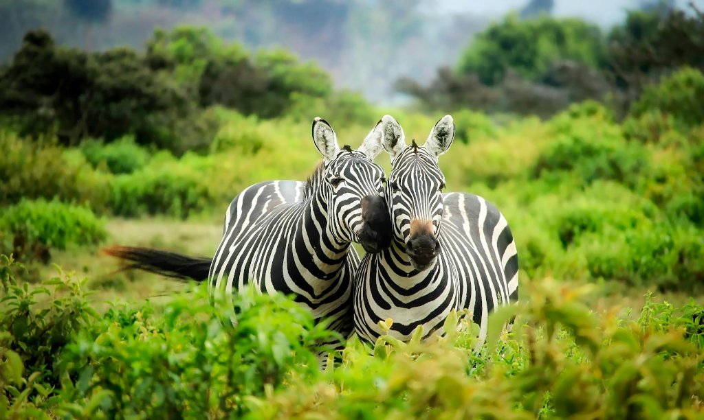 Wildlife Photography Tips: From Beginner to Pro