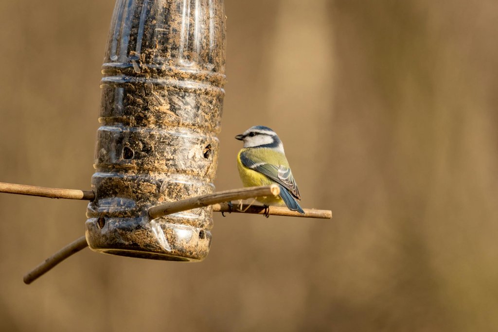 How to Photograph Birds at a Backyard Feeder