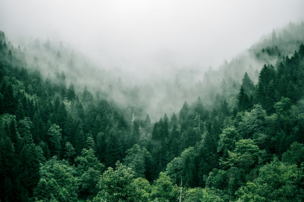 Fog Photography Camera Settings