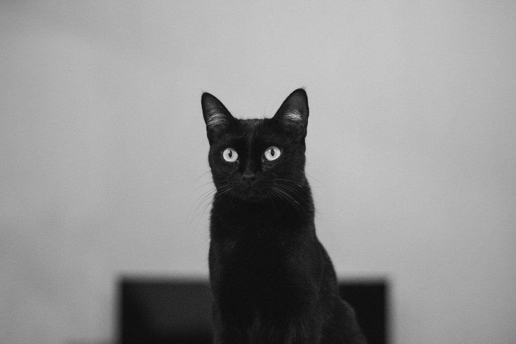 How to Photograph Black Cats Without Losing Detail