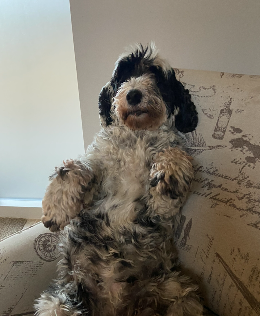 Poppy on sofa