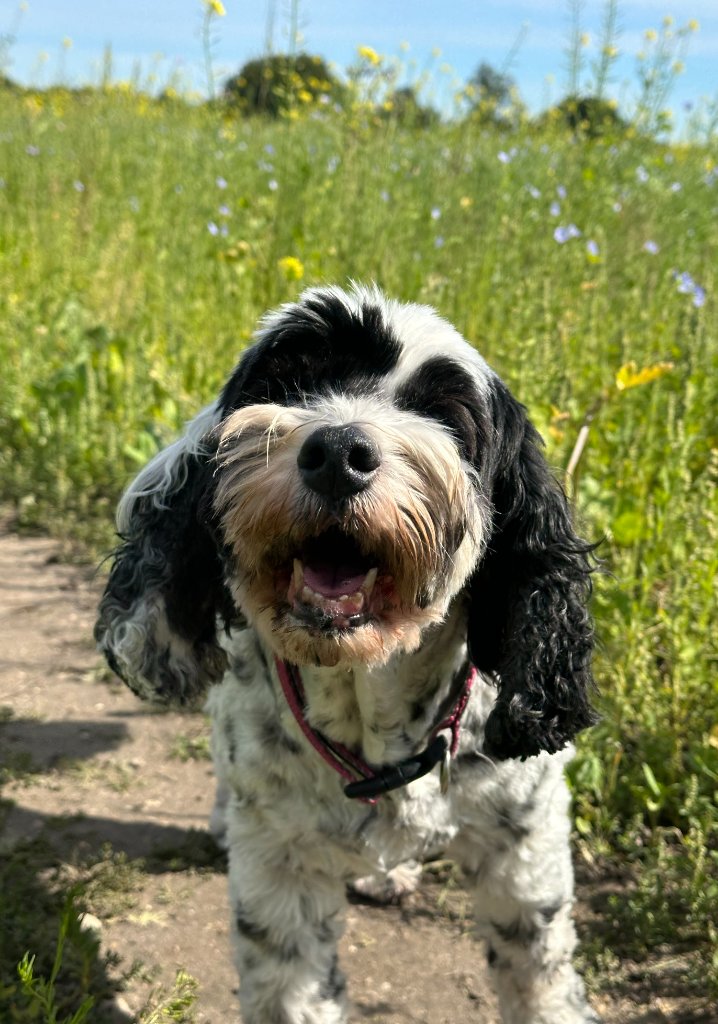 Poppy in the field