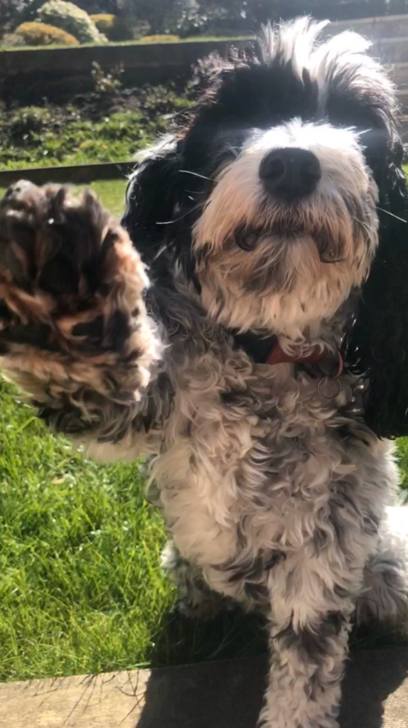 Poppy giving paw