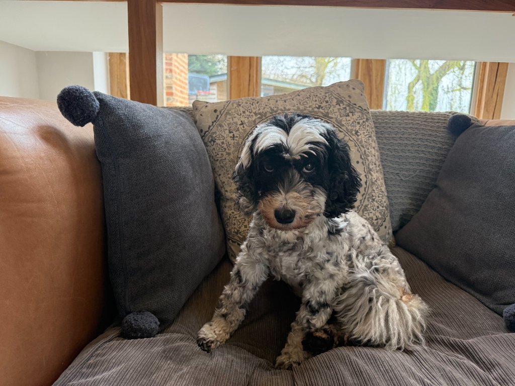 Meet Poppy. The dog who started it all.