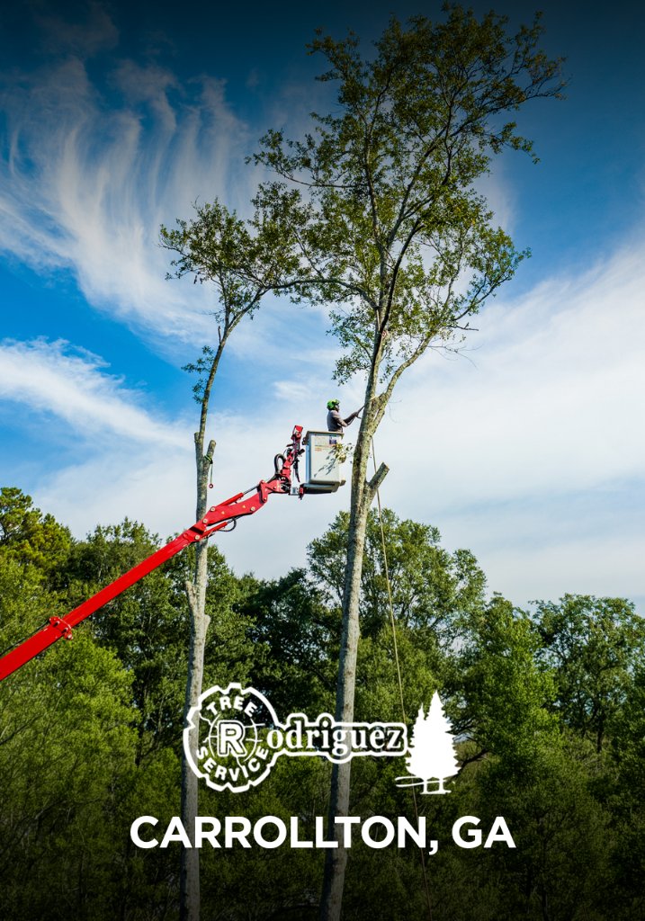 Rodriguez Tree Service