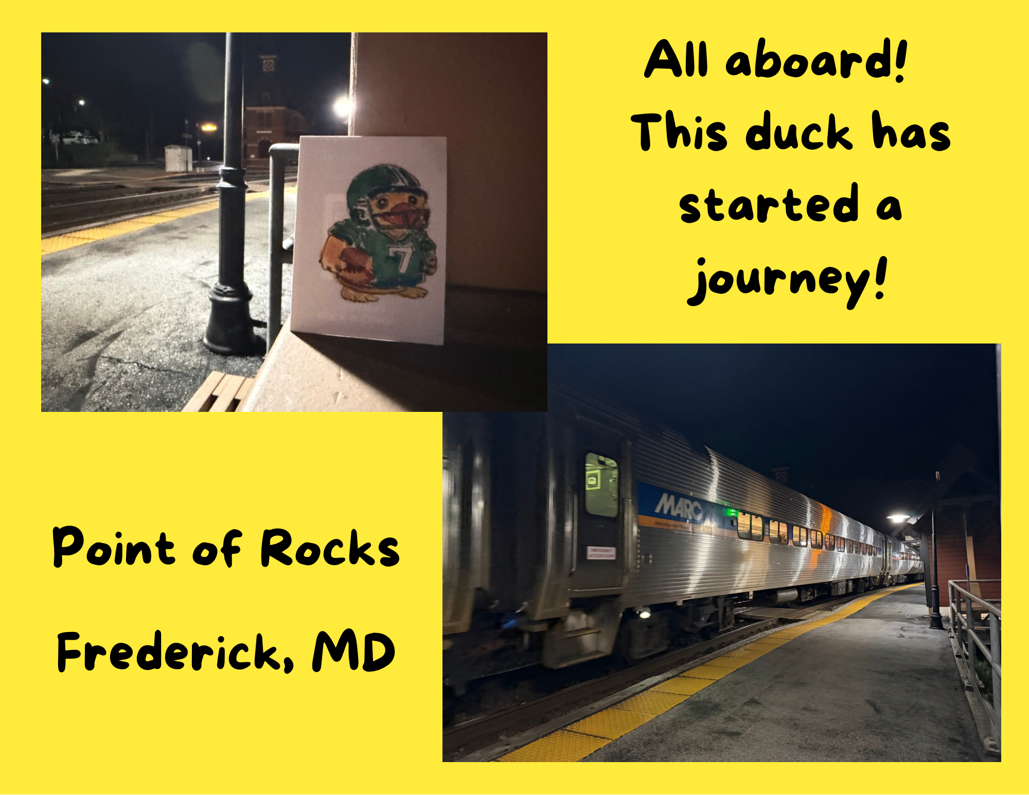 Duck found in Frederick 