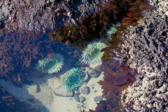 Tide pool close-up — bright green sea anemones in clear shallow water among dark rocks