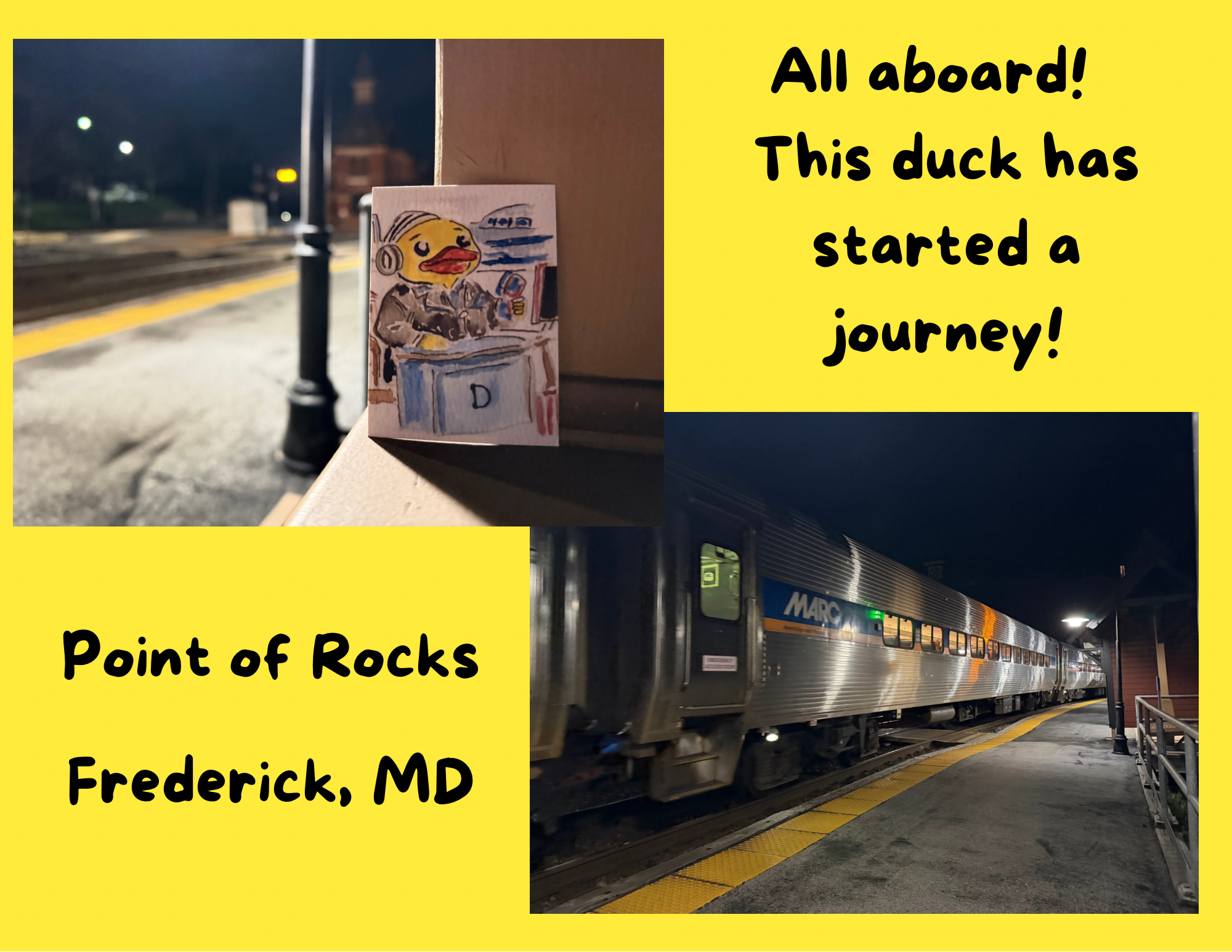 Duck found in Frederick 